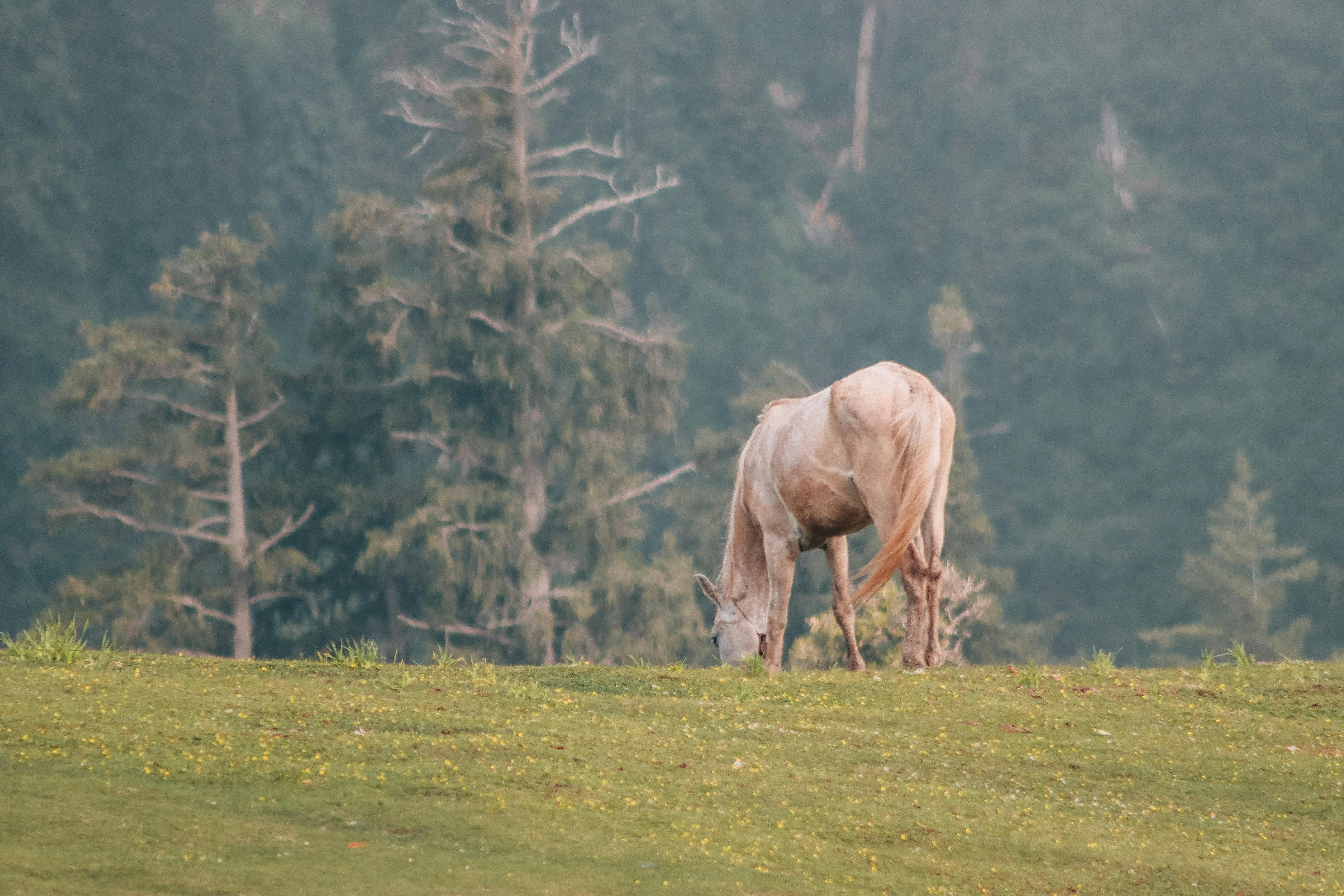 A peaceful scene of a white horse grazing on a grassy meadow with a forest backdrop.