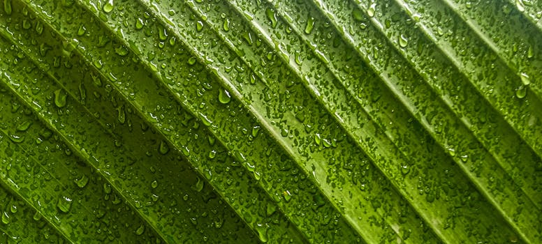 Close-up of green leaf with rain droplets in Hà Nội, Vietnam.