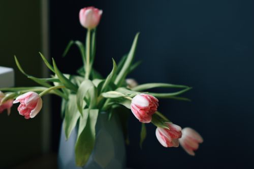 Free A delicate arrangement of pink tulips in a blue vase against a dark background. Stock Photo