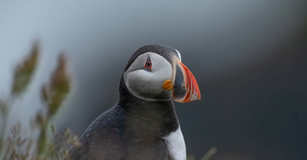 Extreme Close-up of a Puffin in a Field · Free Stock Photo