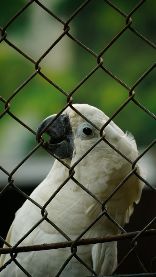 Free White parrot in a wildlife enclosure looking through a chain link fence. Stock Photo