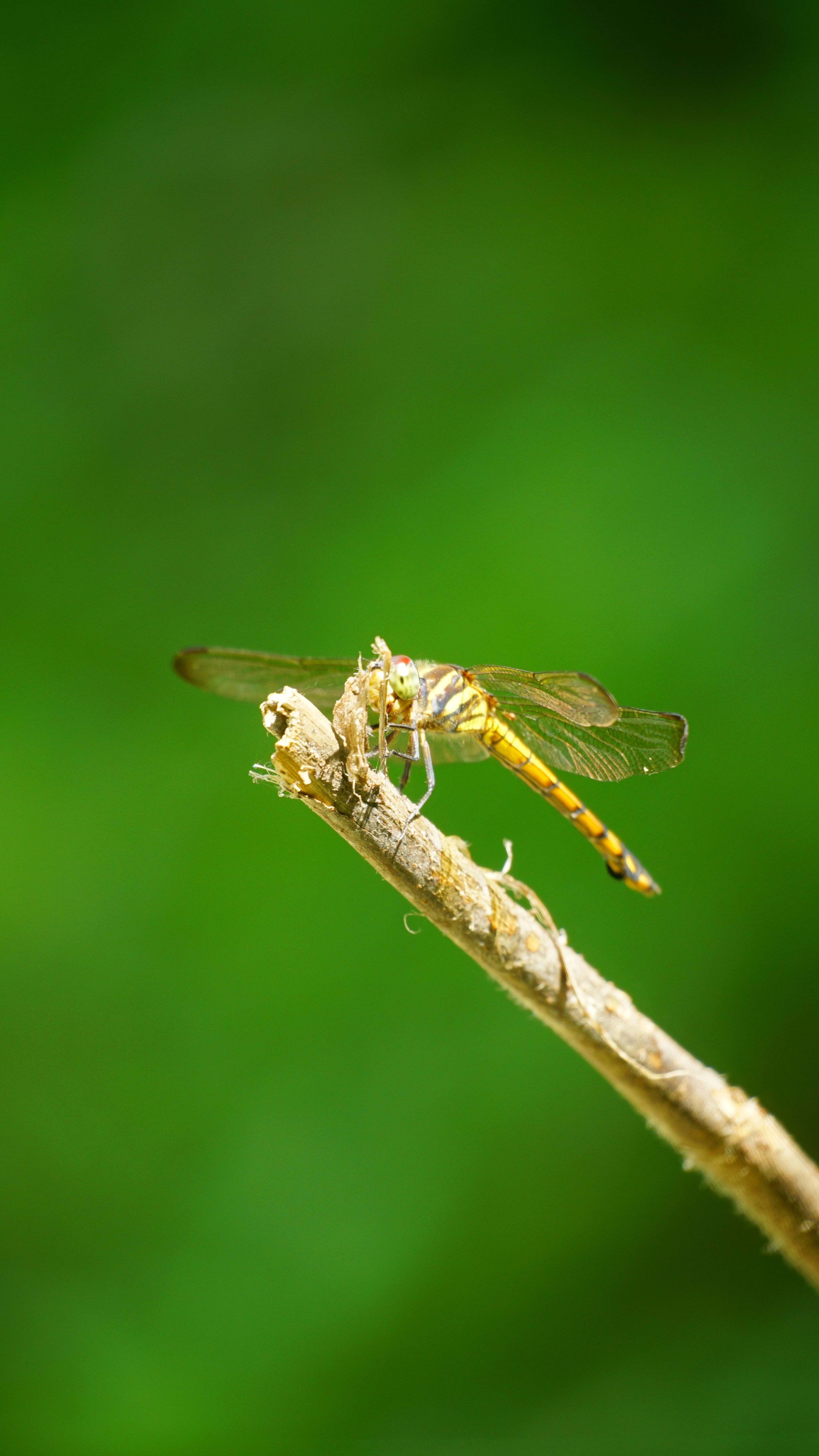 Small Dragonfly Sitting on a Branch · Free Stock Photo