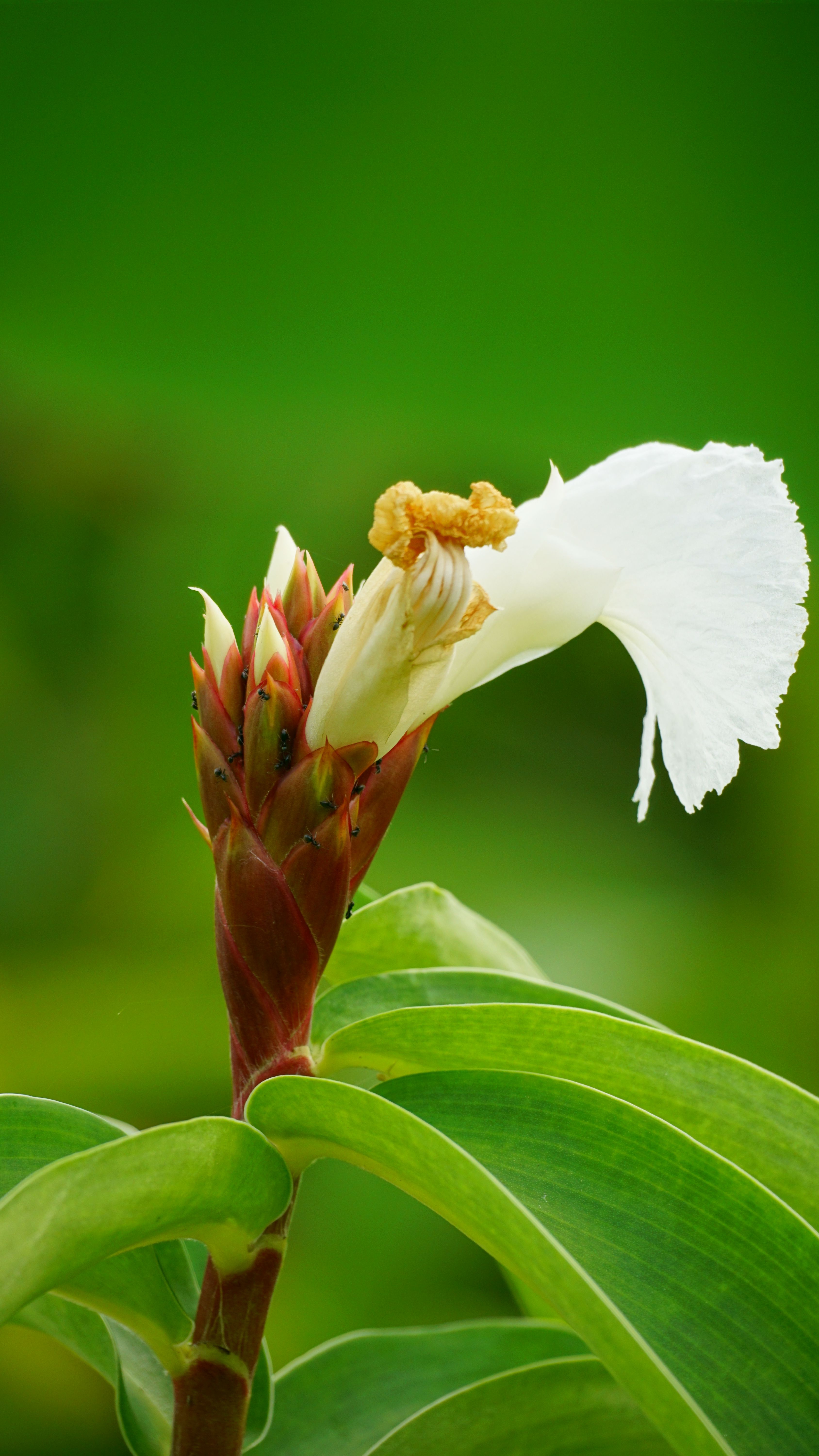 A vibrant close-up of a tropical white flower in bloom amidst lush green leaves.