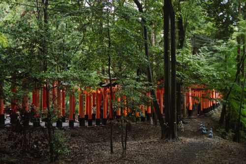 Free Beautiful forest pathway through Fushimi Inari Shrine's torii gates in Kyoto, Japan. Stock Photo