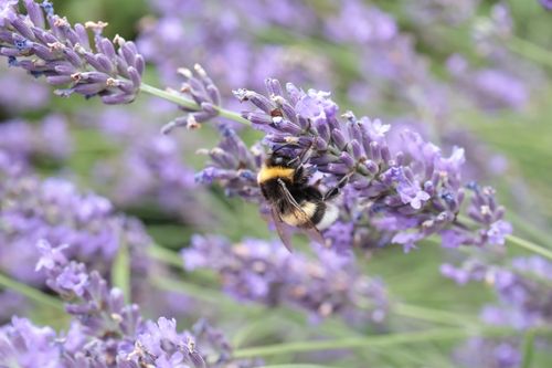 Free Close-up of a bumblebee pollinating lavender flowers in a summer garden. Stock Photo