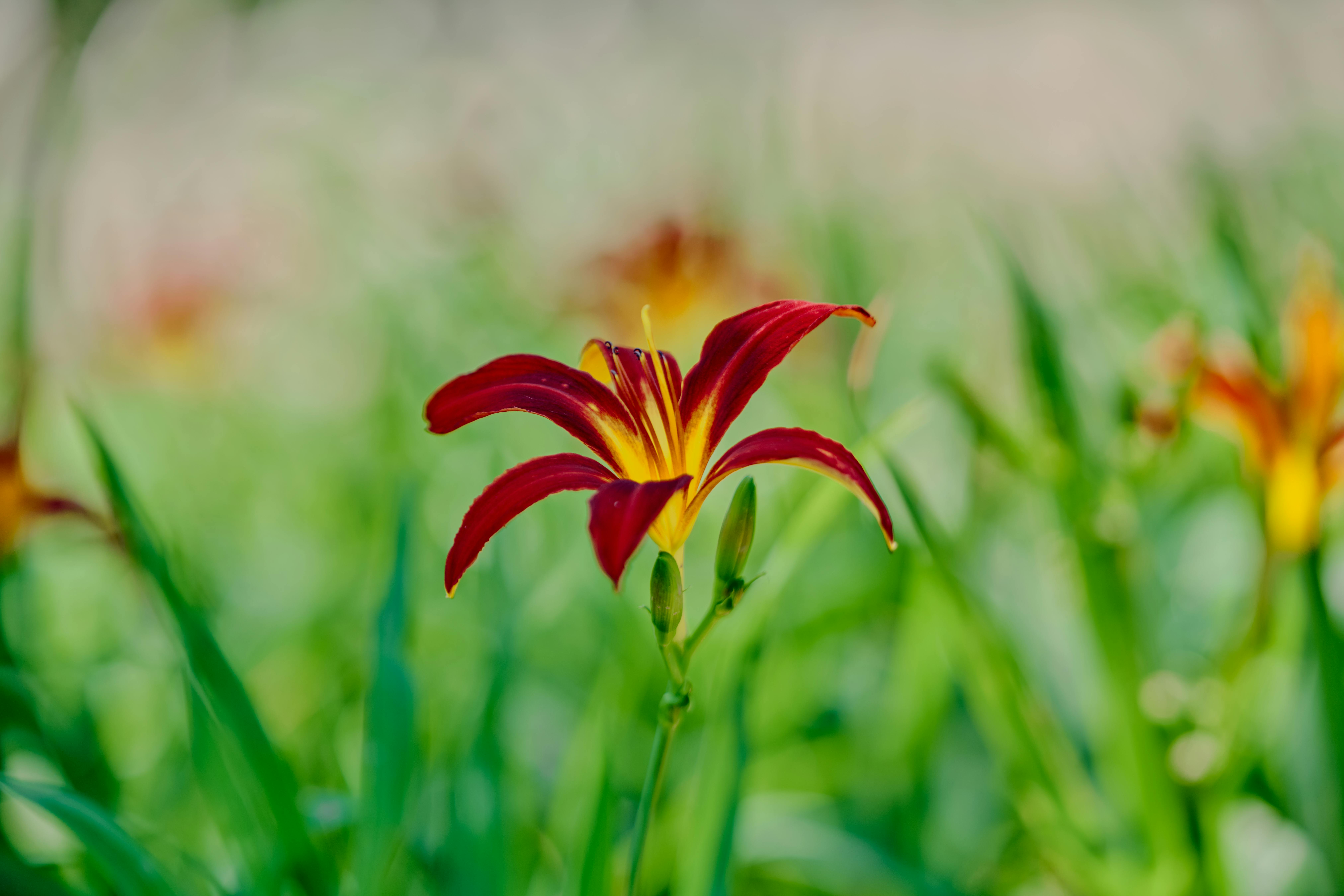 A vivid red and yellow daylily blooms amidst lush green foliage on a bright summer day.
