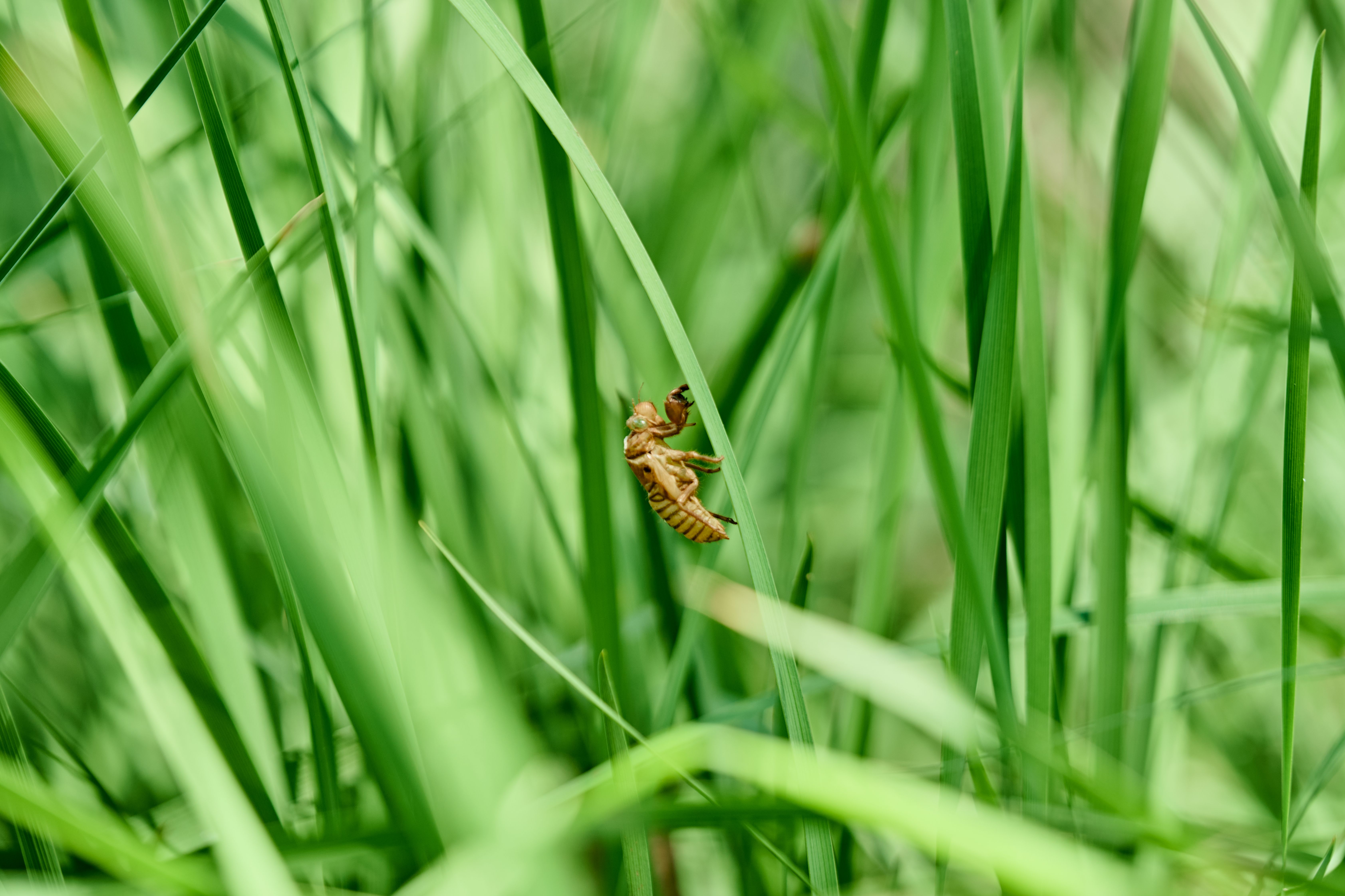 Gratis lagerfoto af biologi, botanik, dug Lagerfoto