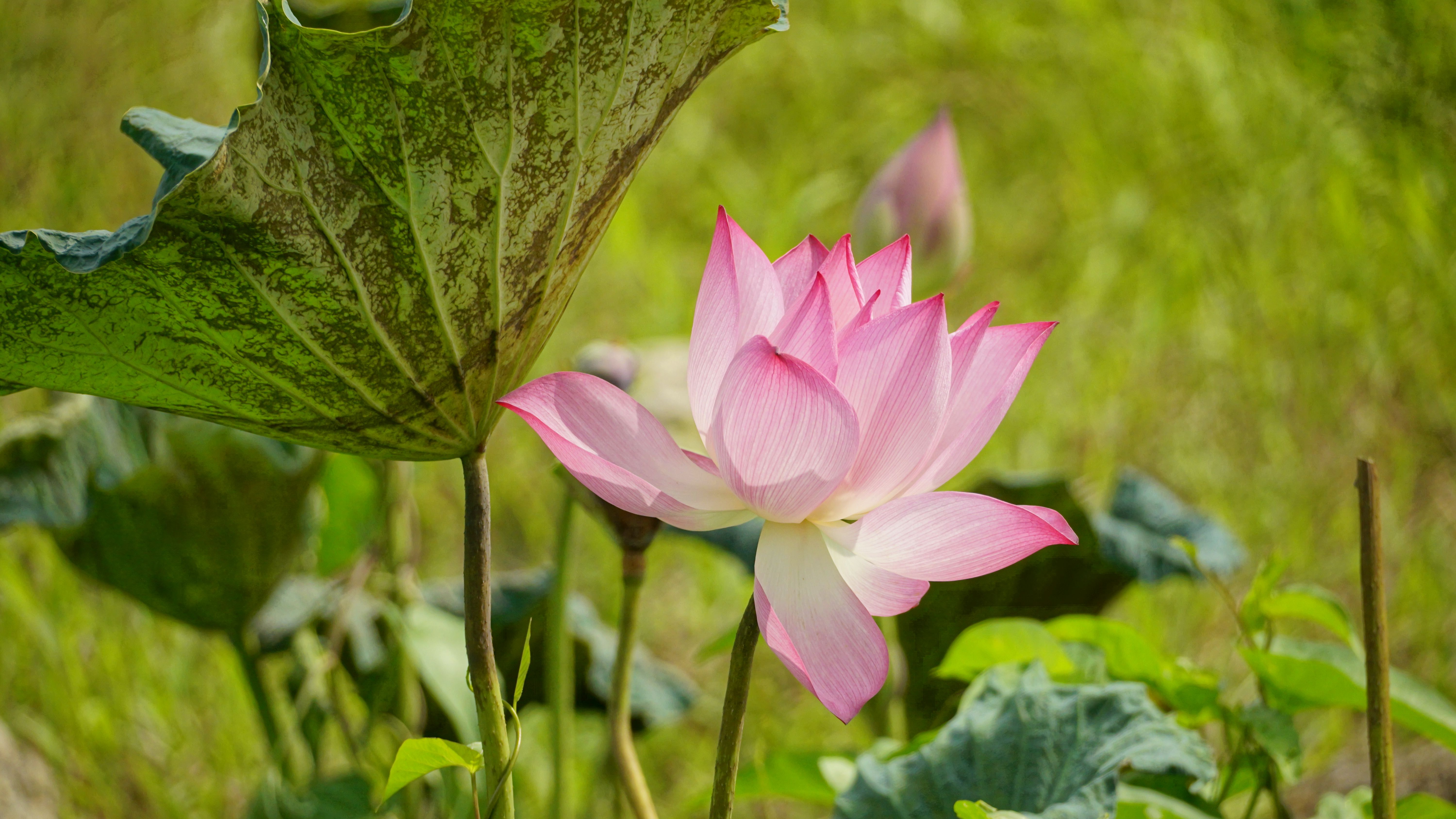A pink lotus flower blooms in the middle of a green field · Free Stock ...