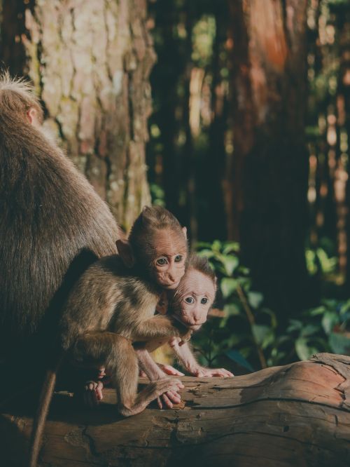 Free Captivating scene of baby macaques in a forest setting, showcasing wildlife in tender poses. Stock Photo