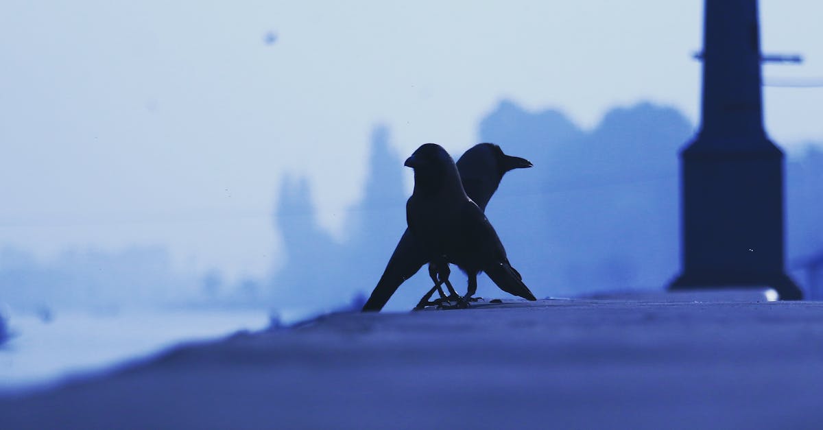 Free stock photo of birds, blue background, crow