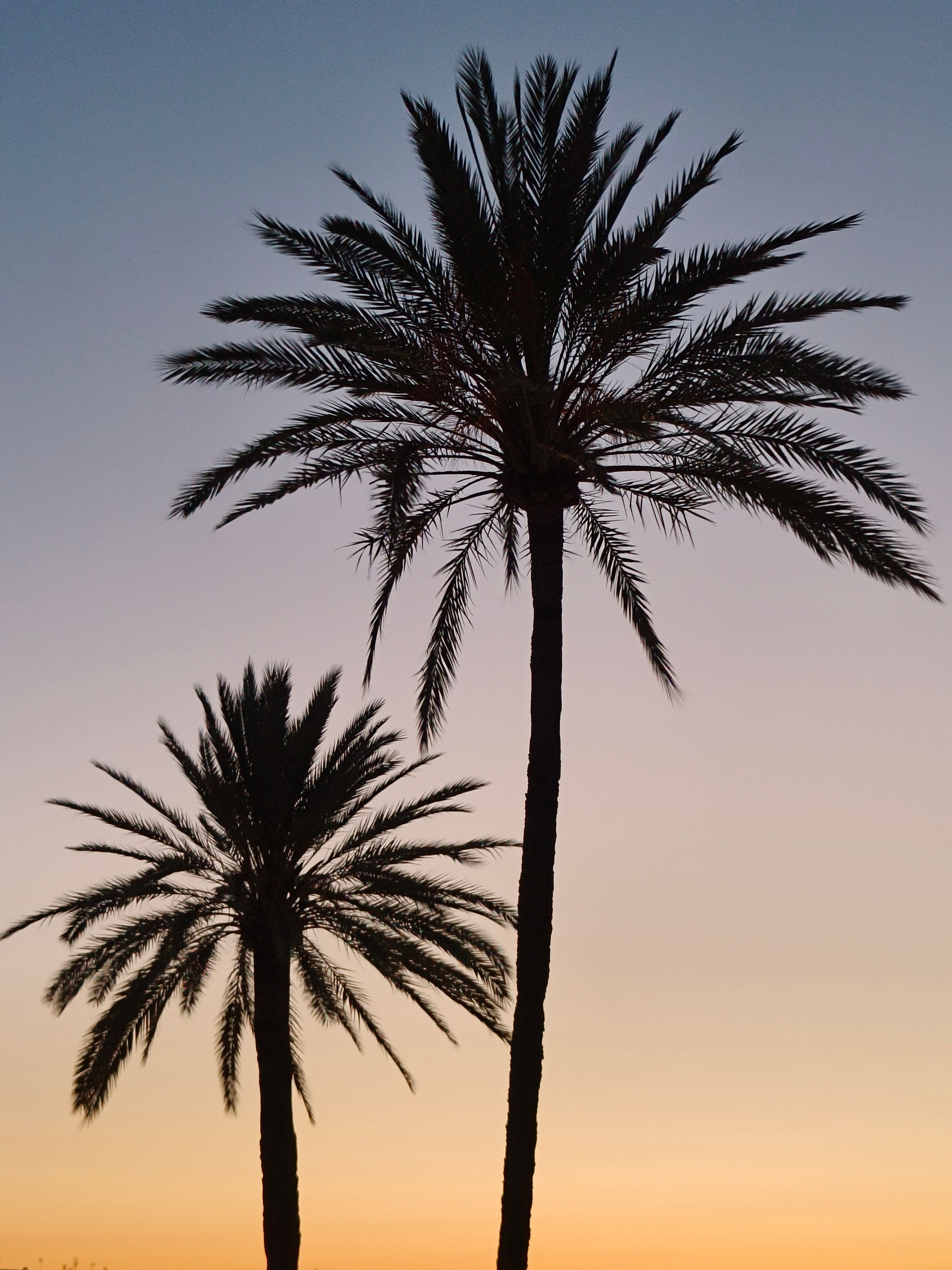 Two palm trees are silhouetted against the sunset · Free Stock Photo