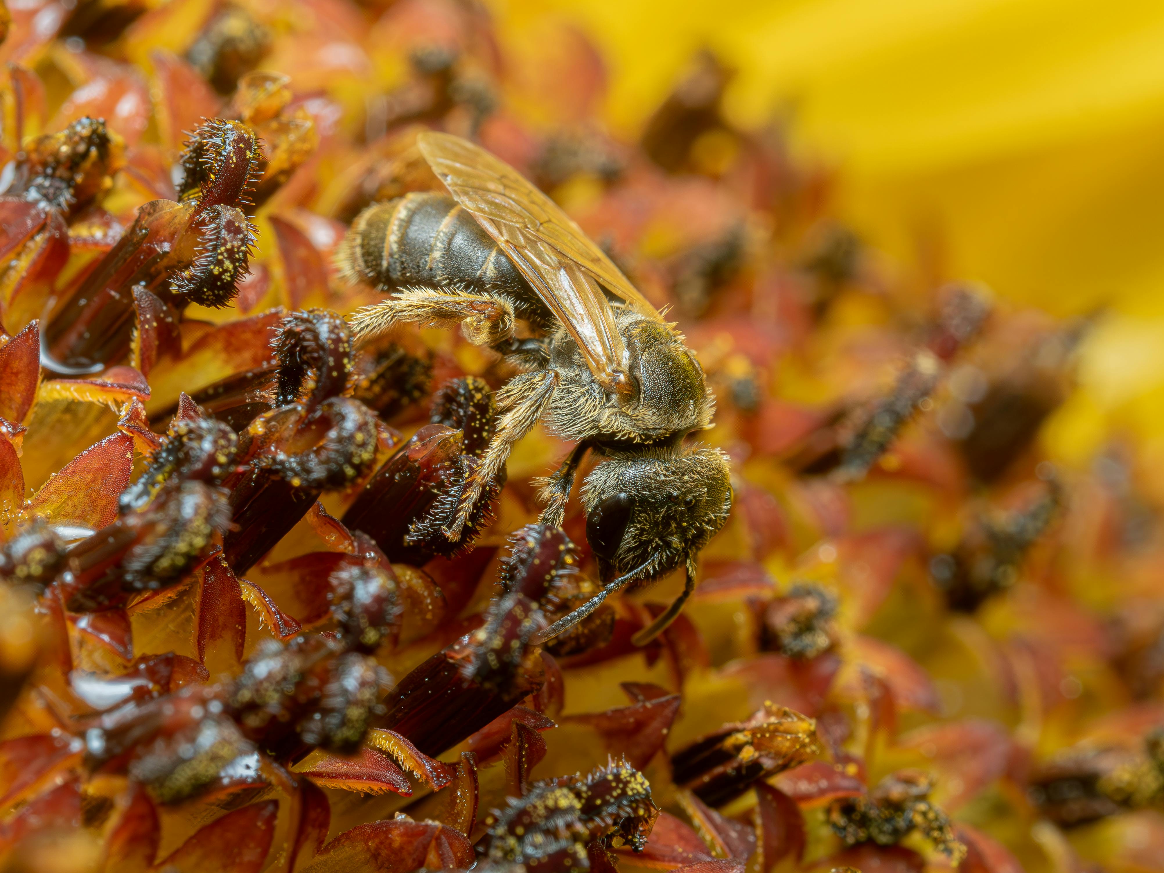 Intricate Insect Macro Photography