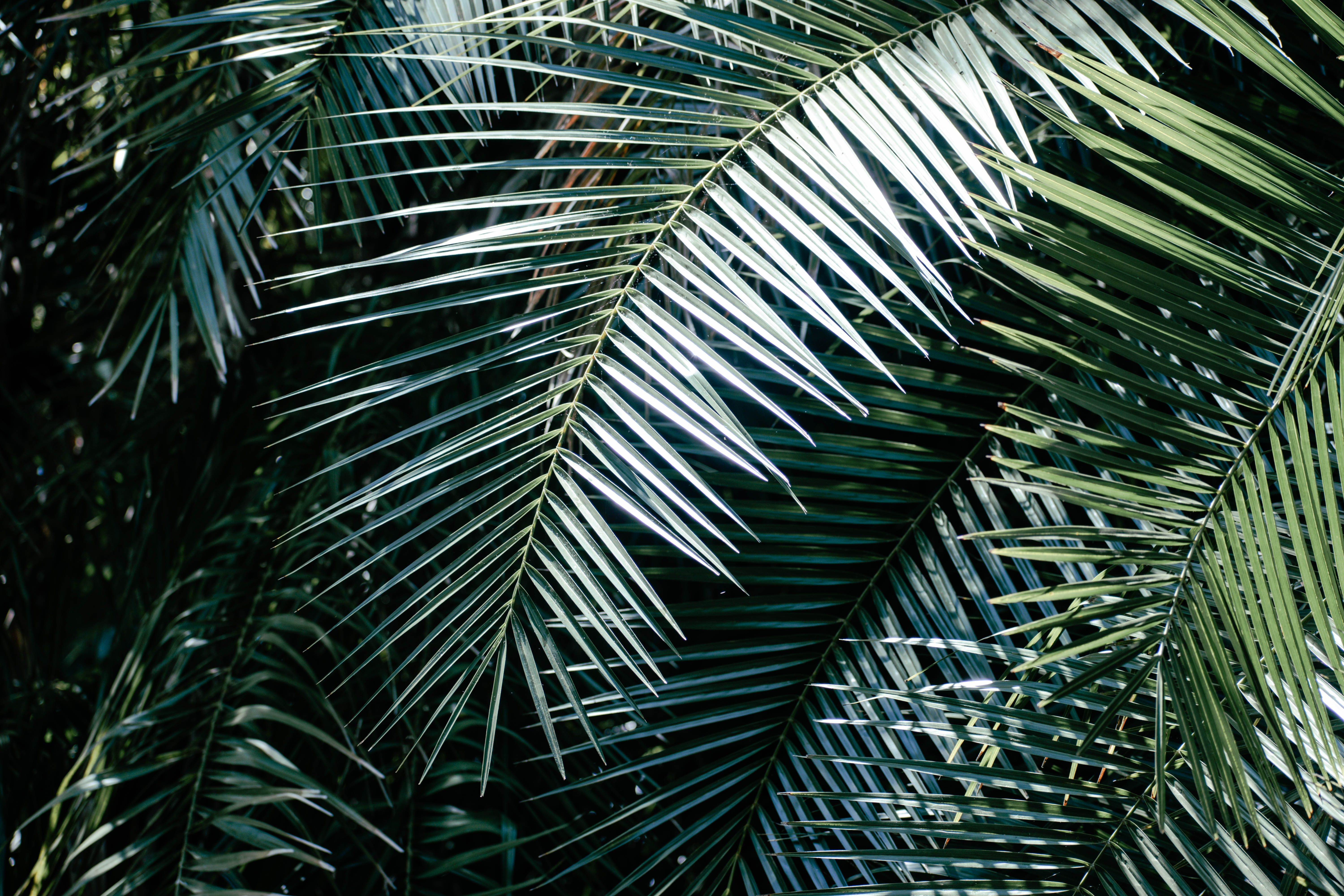Sunlight falling across layered tropical foliage, suggesting quiet and calm