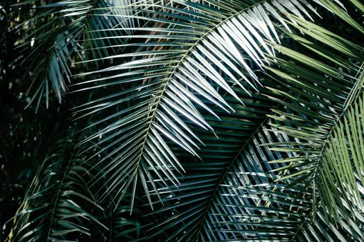Palm leaves in the jungle
