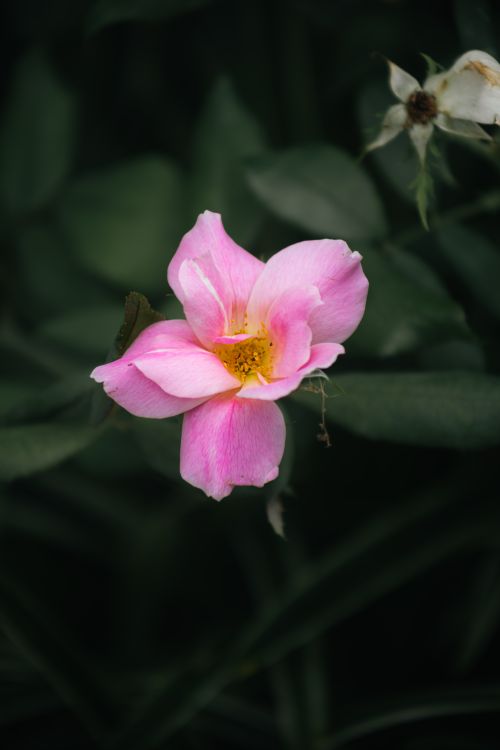 Free Close-up of a vibrant pink rose blooming in a lush green garden, embodying natural beauty. Stock Photo