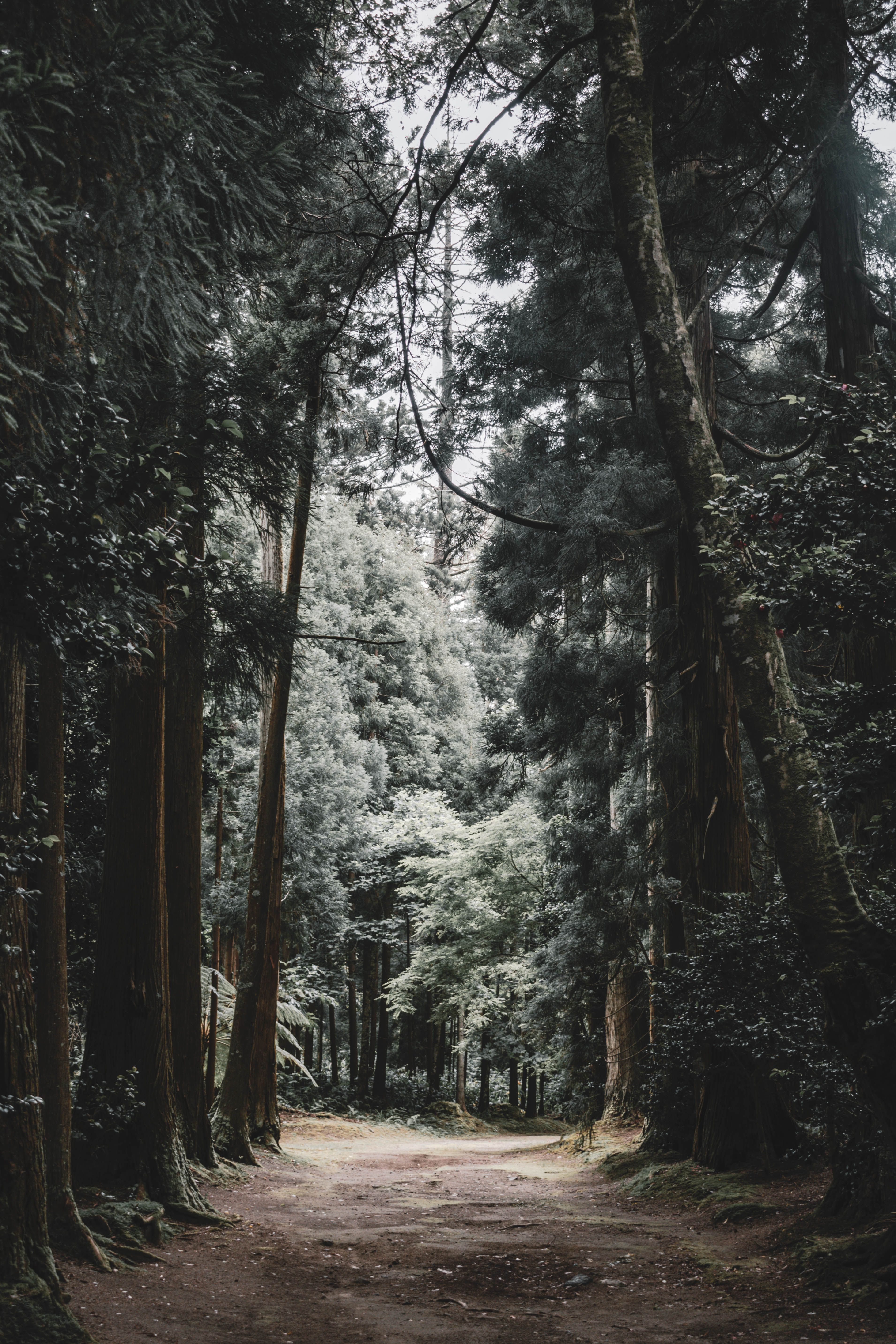 A path through the woods with trees on both sides · Free Stock Photo