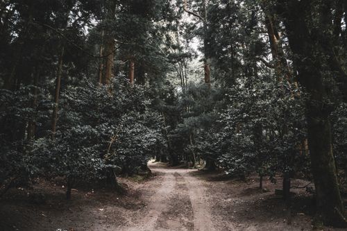 Free A serene forest path surrounded by dense trees, perfect for a peaceful nature walk. Stock Photo
