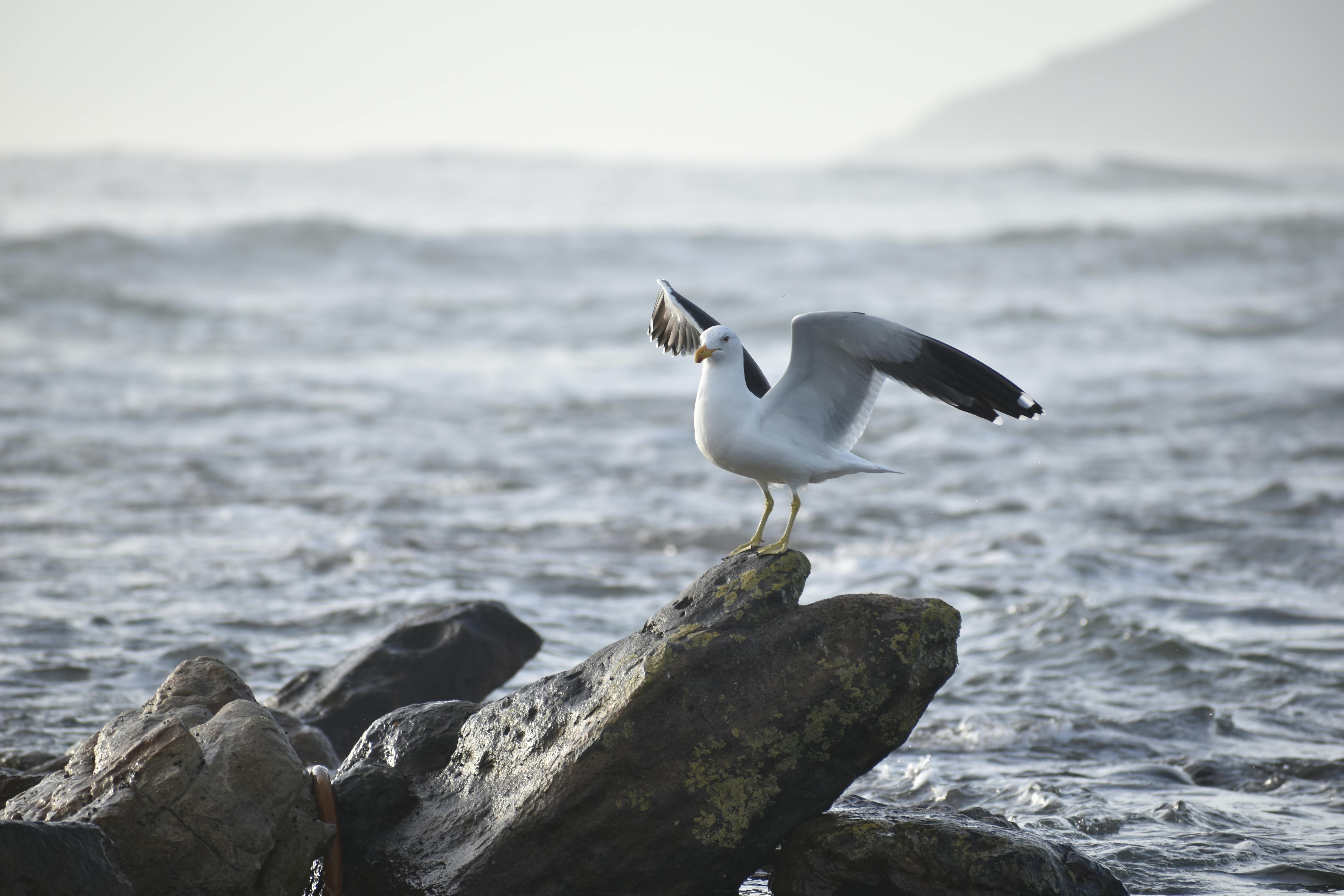 A Bird On A Rock Of A Mountain Cliff By The Ocean · Free Stock Photo