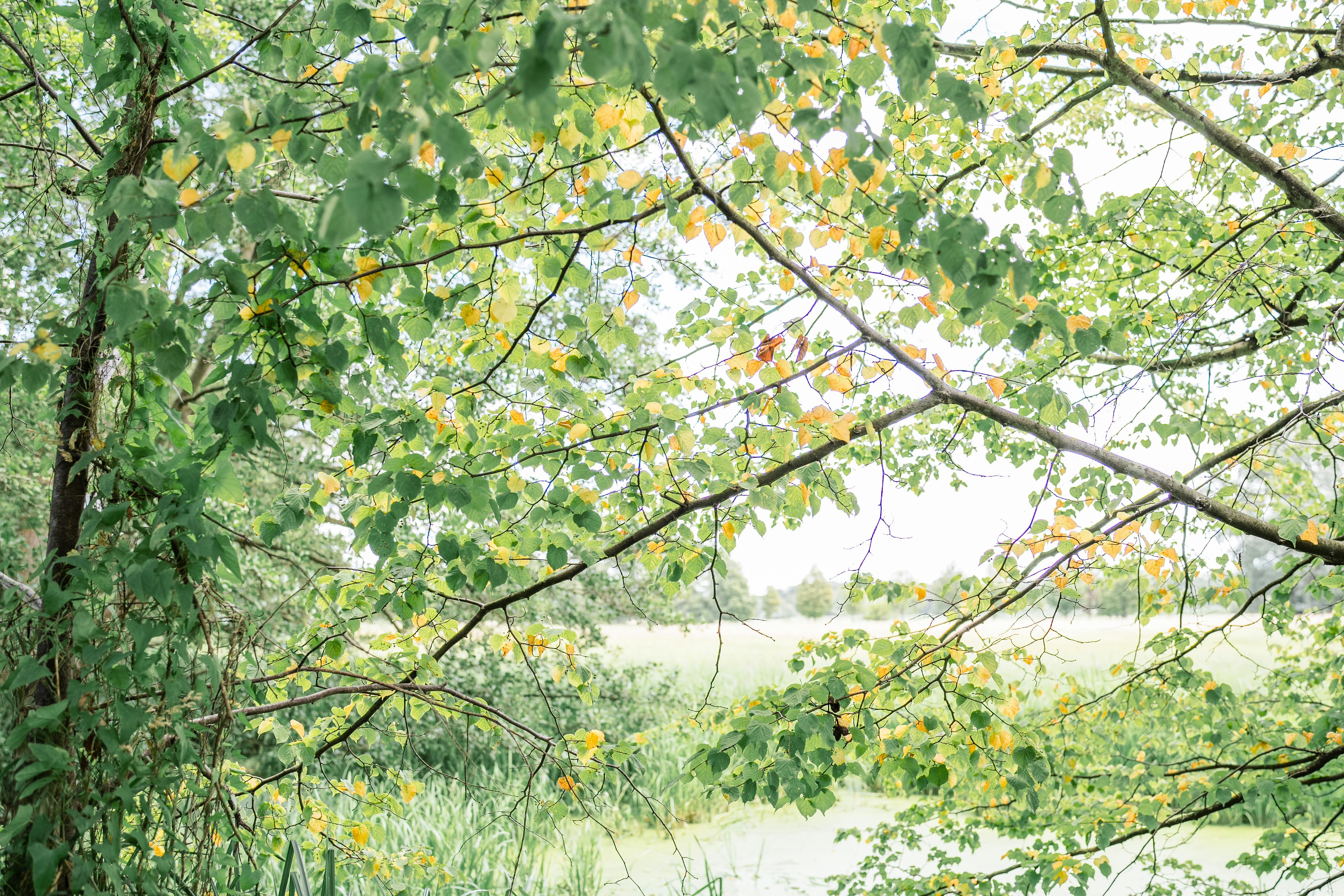 a painting of a tree with leaves and water