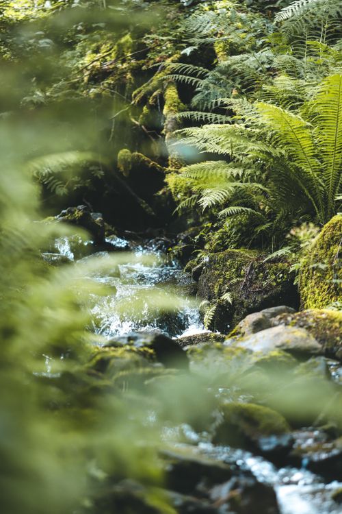Free Explore the serene beauty of a vibrant fern-filled forest along a gentle stream in Leogang, Salzburg. Stock Photo