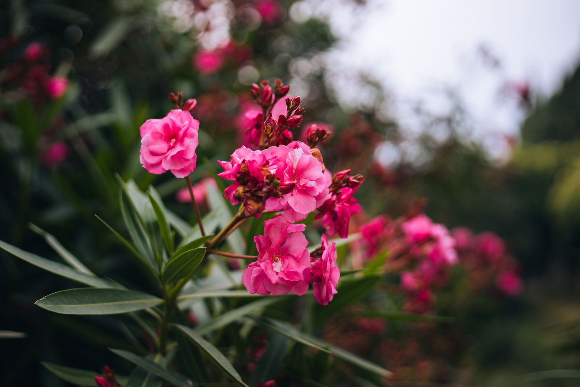 Close-up of vivid pink Oleander flowers in a lush garden in Asolo, Italy.
