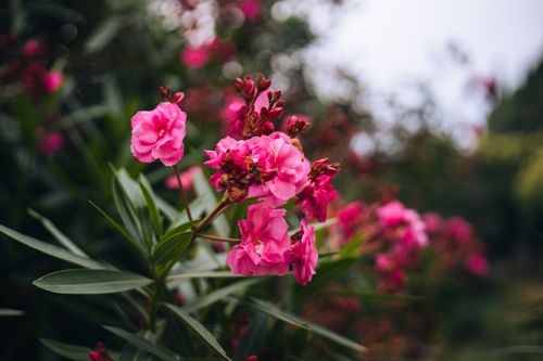 Free Close-up of vivid pink Oleander flowers in a lush garden in Asolo, Italy. Stock Photo