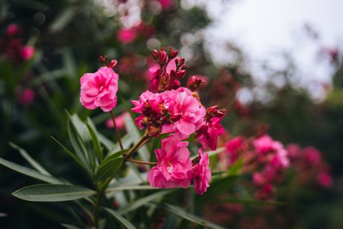 Free Lush pink oleander flowers bloom vividly against lush greenery in Asolo, Italy. Stock Photo