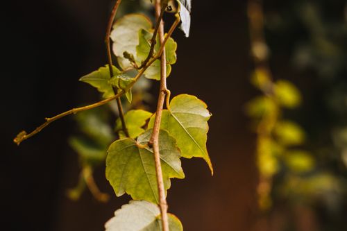 Free Close-up of green ivy leaves on a vine outdoors in Asolo, Italy garden. Stock Photo