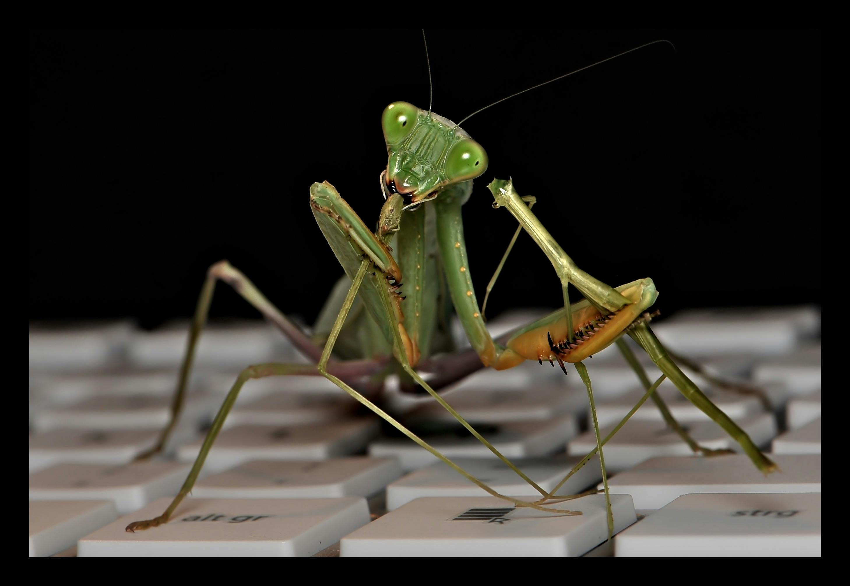 Sphodromantis Lineola カマキリ バッタの無料の写真素材