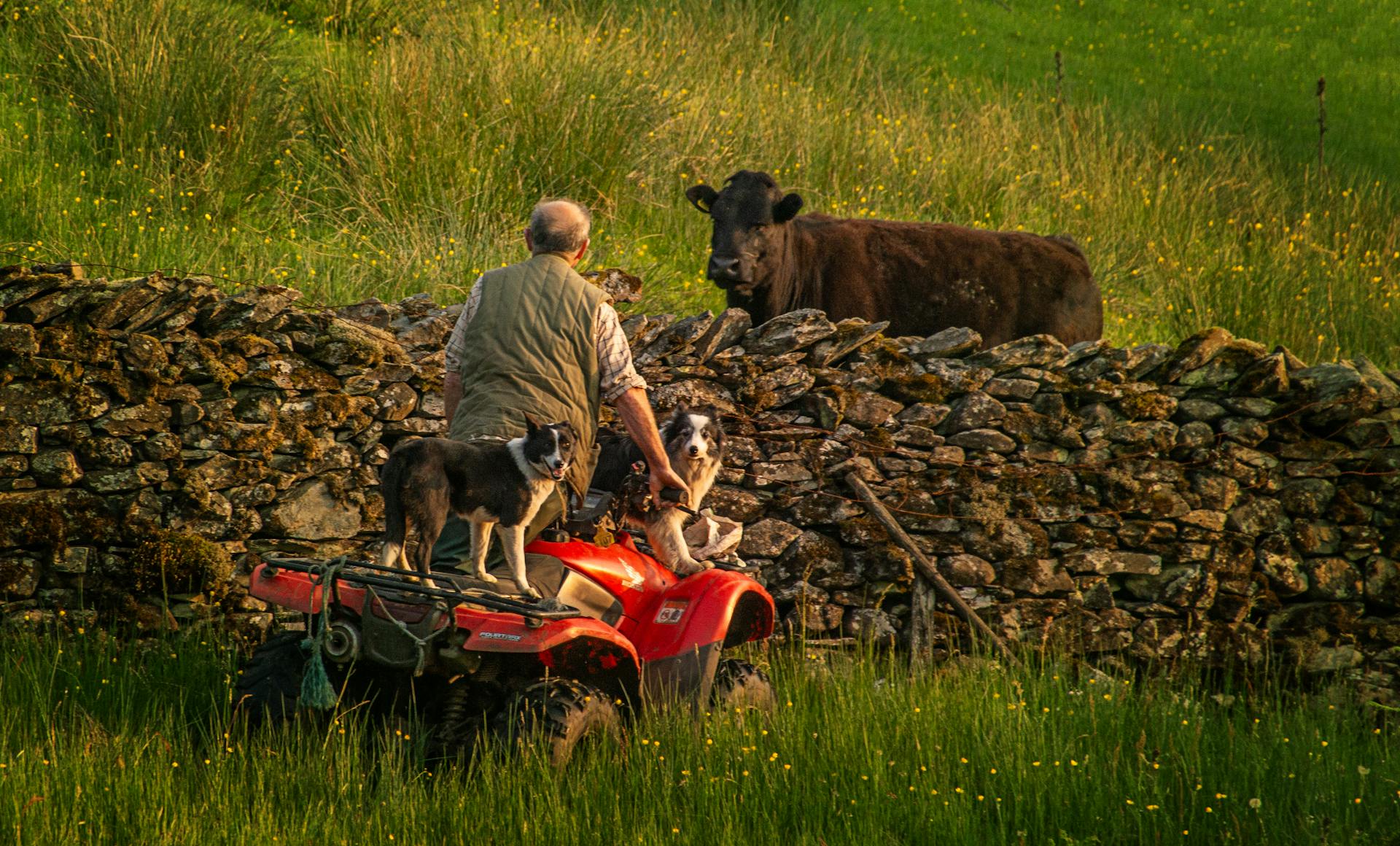 A man riding a four wheeler with two dogs