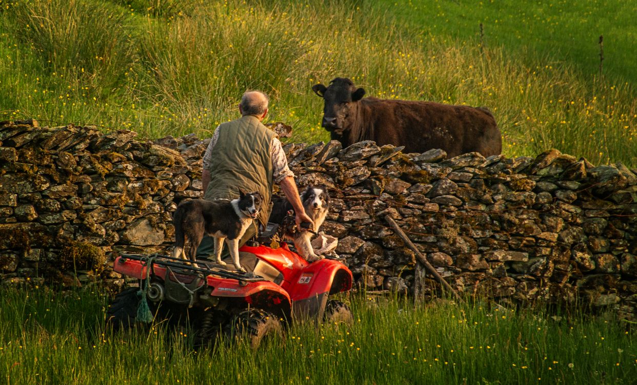 Cow Riding A Four Wheeler Farmer with Dogs on Quad near Wall and Cow ยท Free Stock Photo