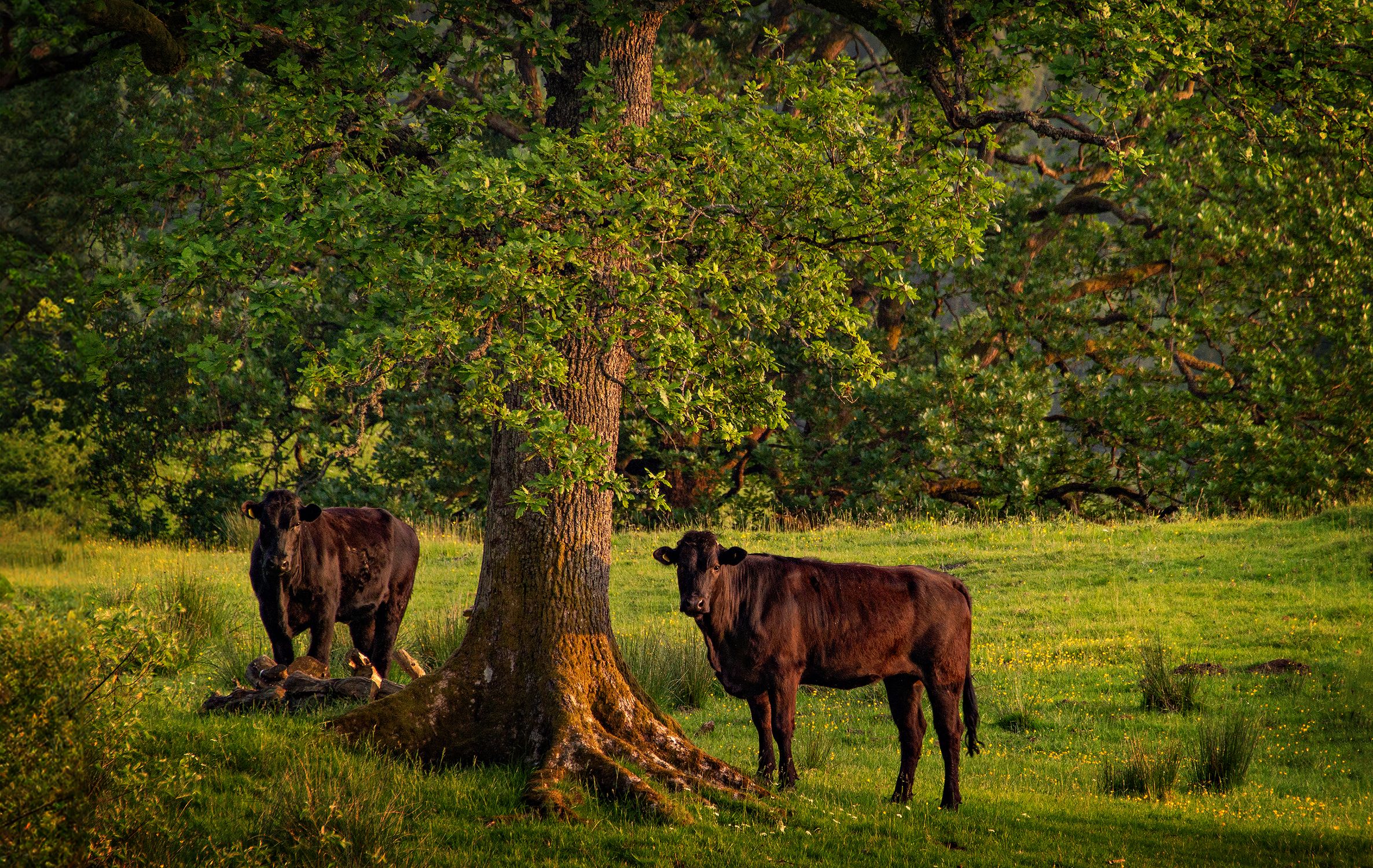 Using Trees With Cows Cows in Countryside · Free Stock Photo