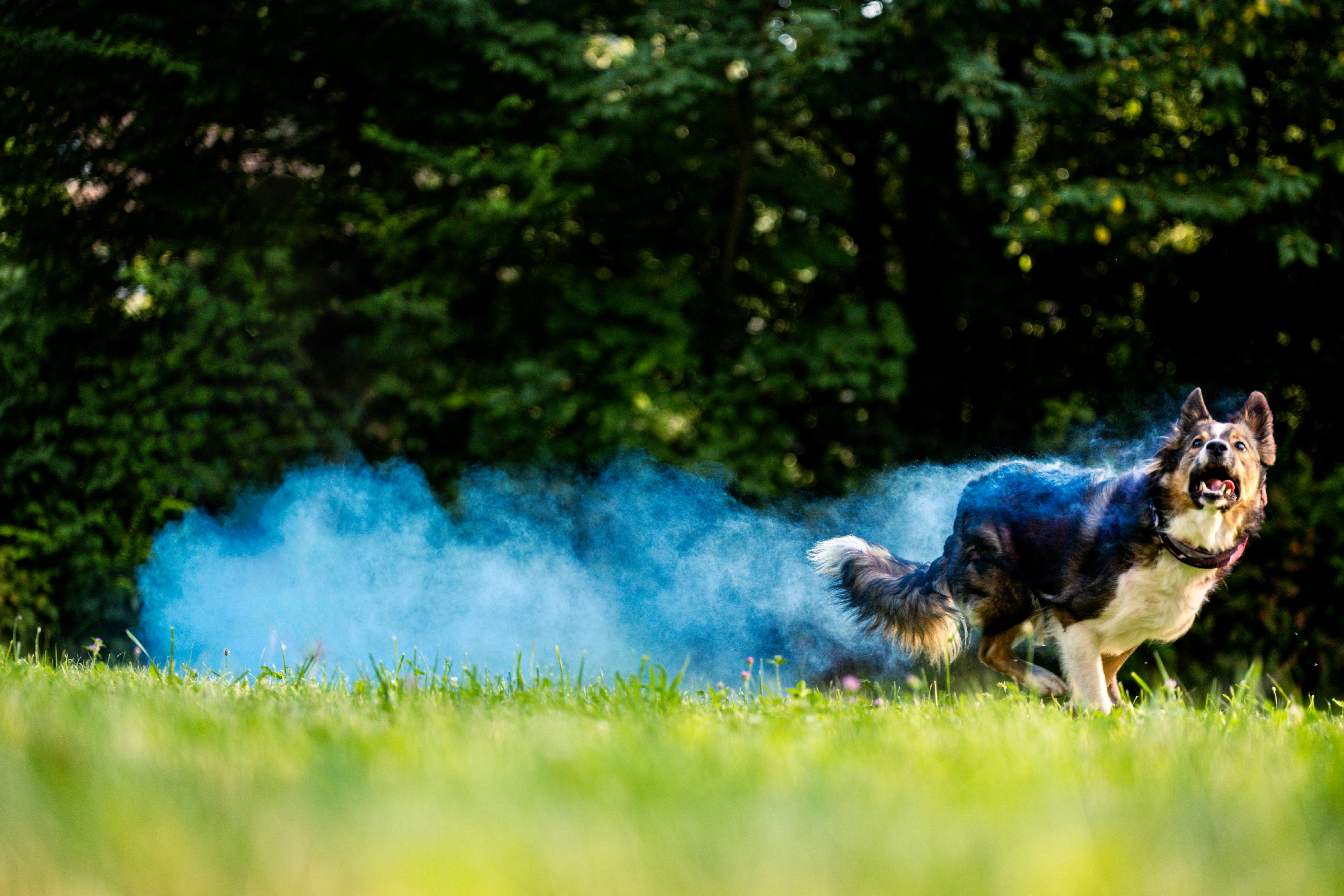 A dog running through the grass with blue smoke