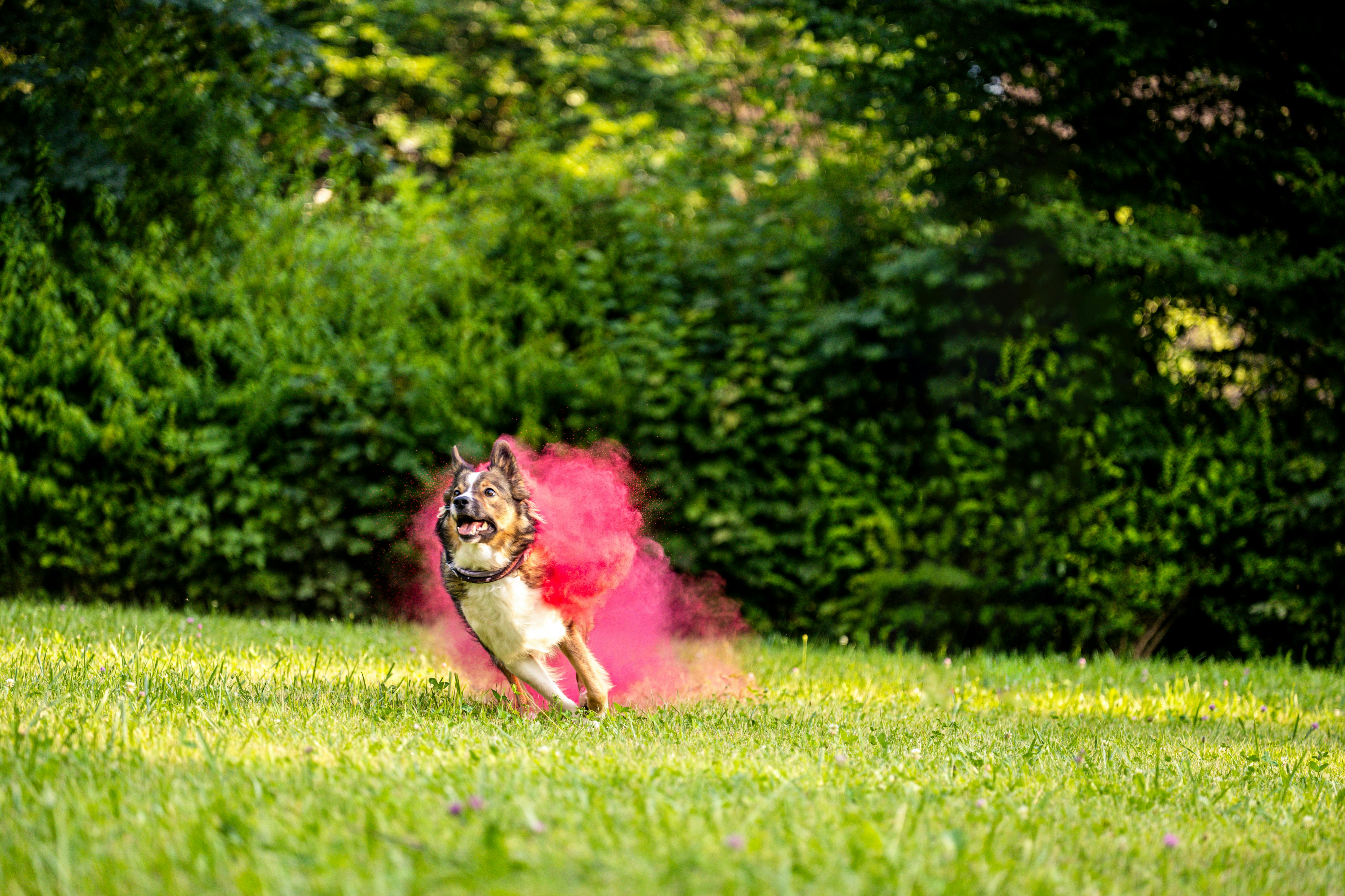 A playful dog runs through a grassy field with a burst of colorful powder mist.