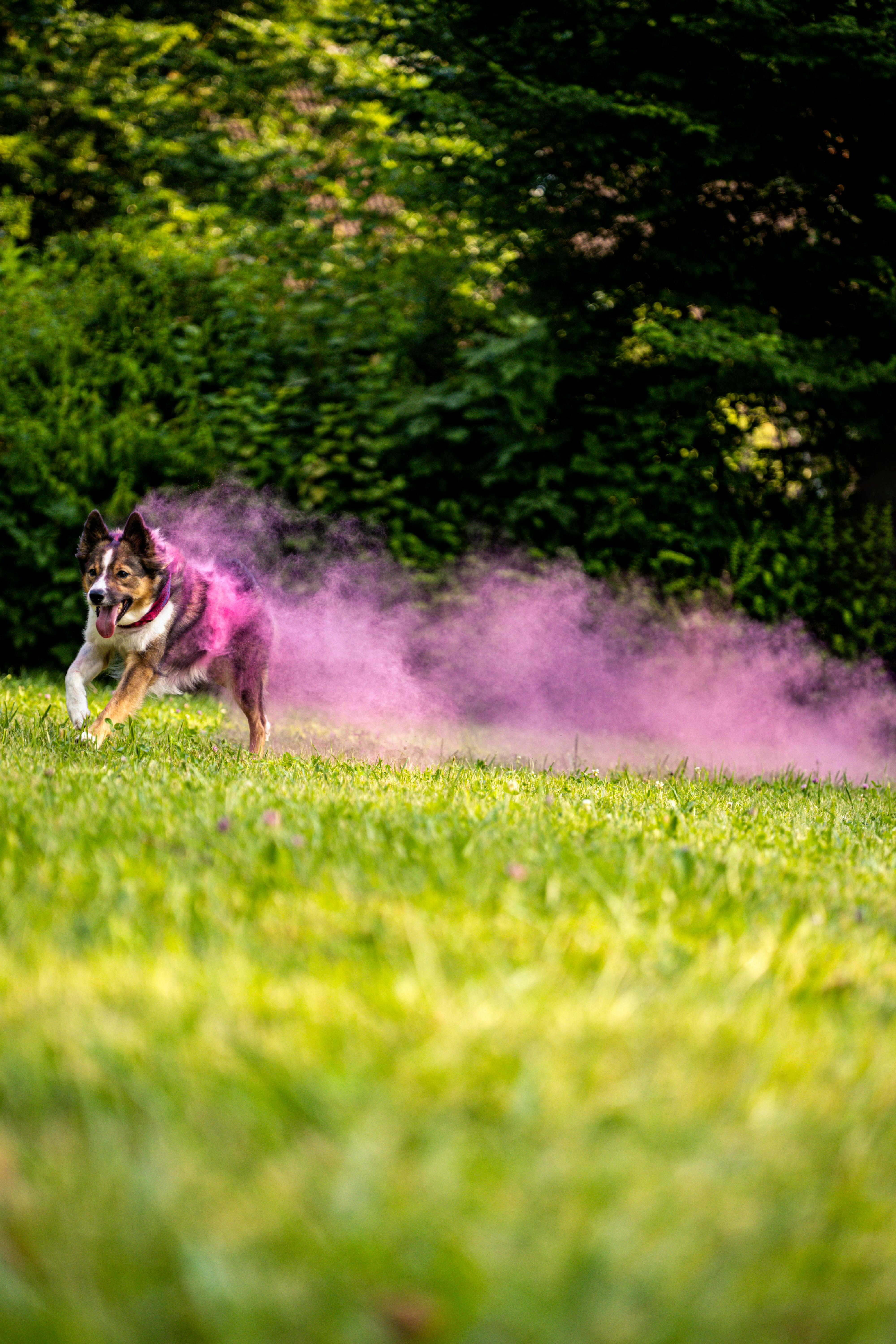 a dog running through a field of pink smoke