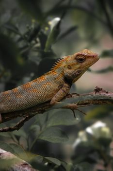 lizard photo
