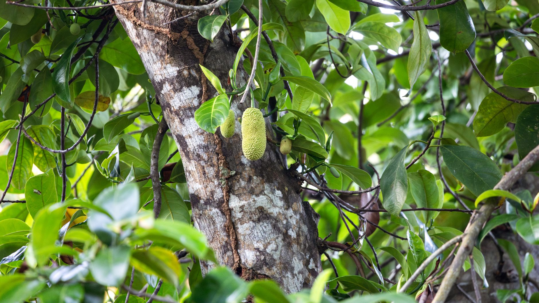 Mengapa Makan Nangka Baik untuk Energi