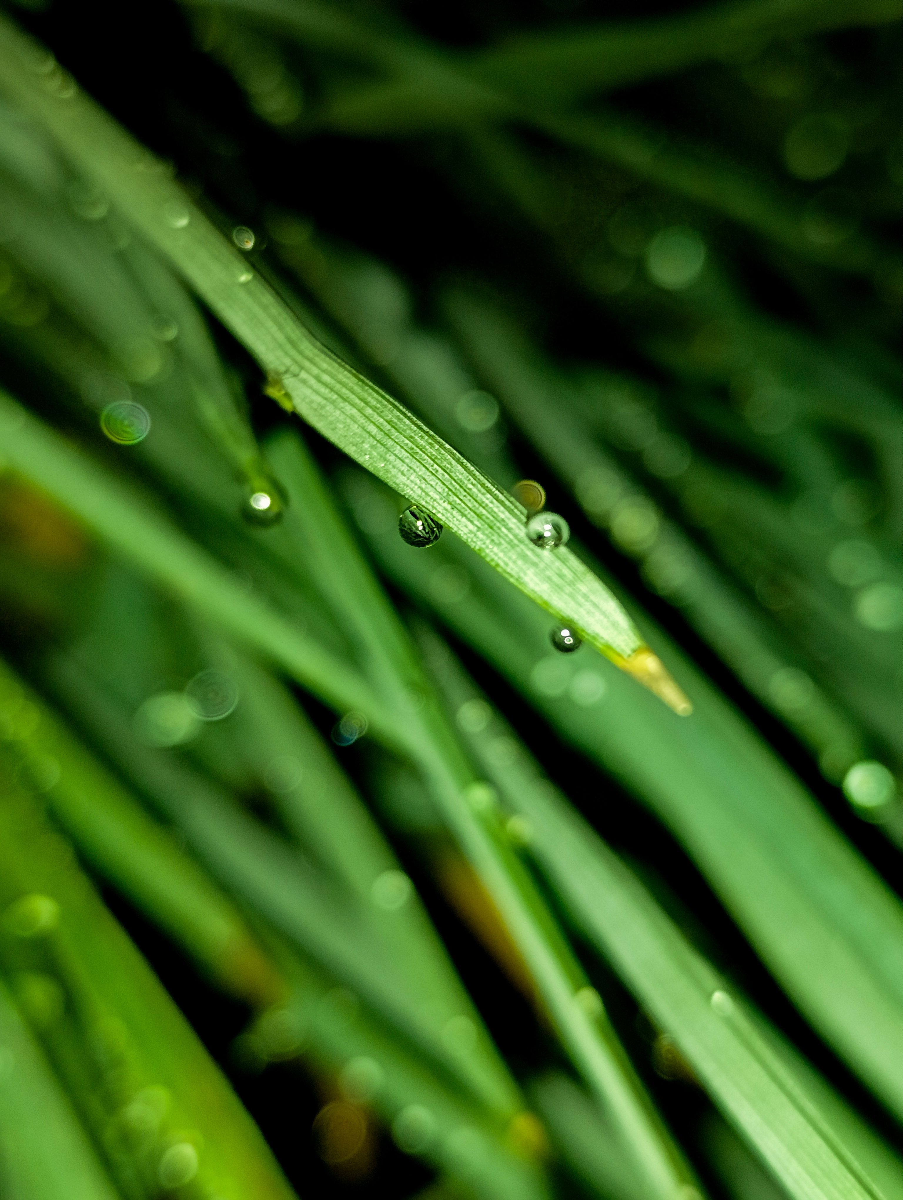 Close-up of Water Droplets on the Grass · Free Stock Photo