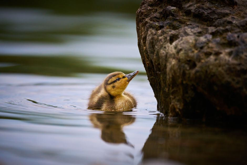 Adorable duckling swimming in Chiemsee with rock reflection. Captured in natural daylight.