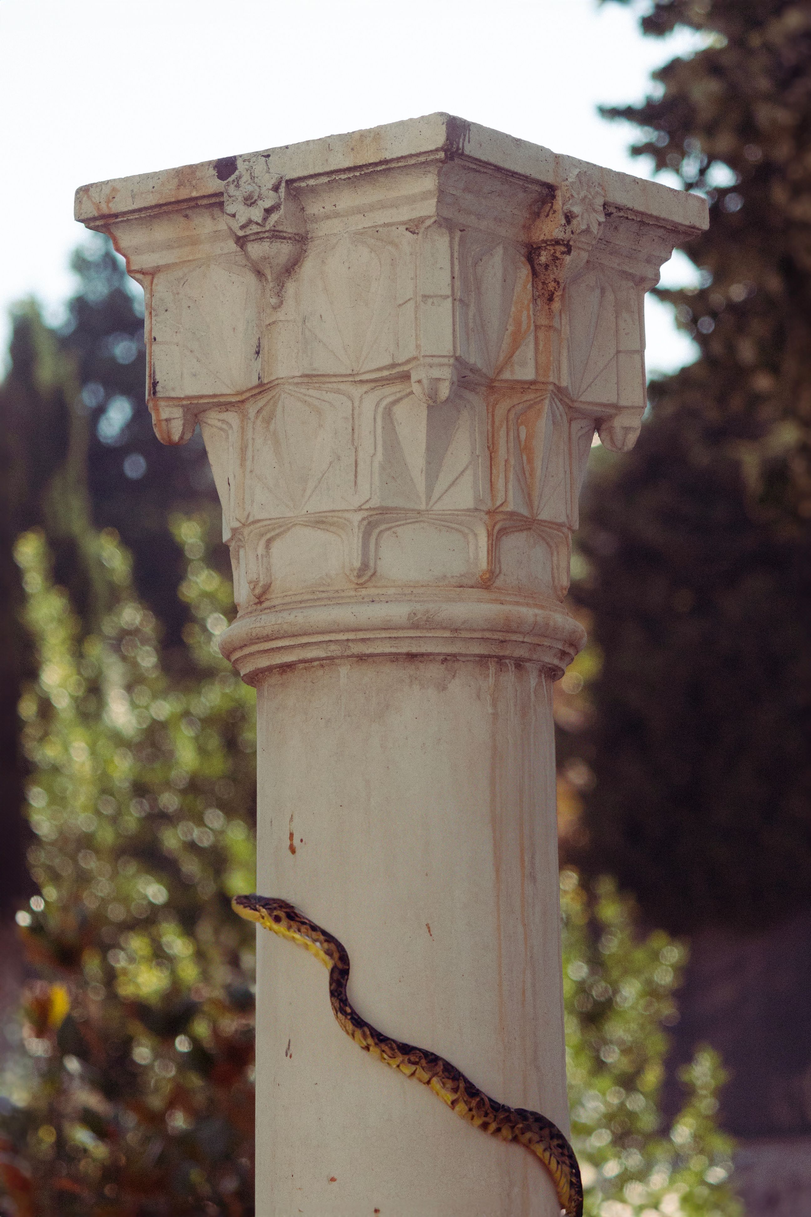 Snake on Marble Column · Free Stock Photo