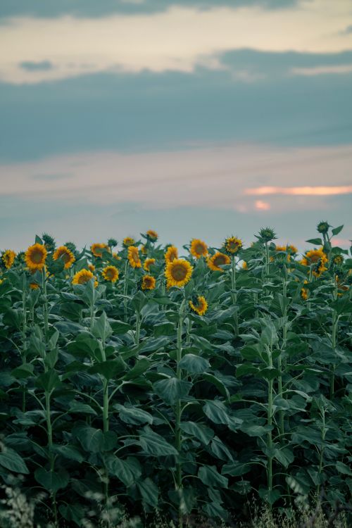 Free A beautiful sunflower field in Karaman, Türkiye, illuminated by the warm sunset light. Stock Photo