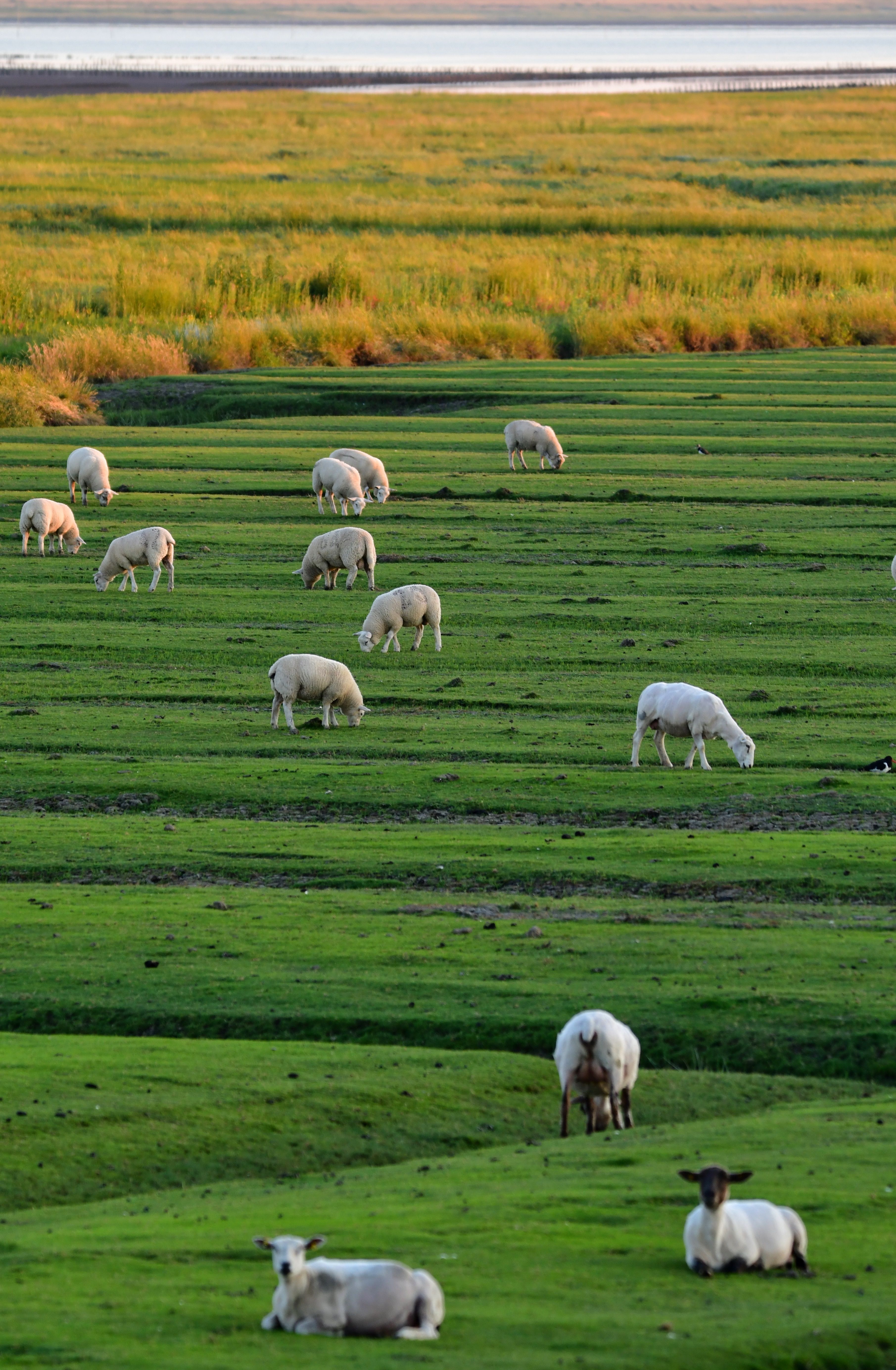 Shallow Focus Photography of White Sheep on Green Grass · Free Stock Photo