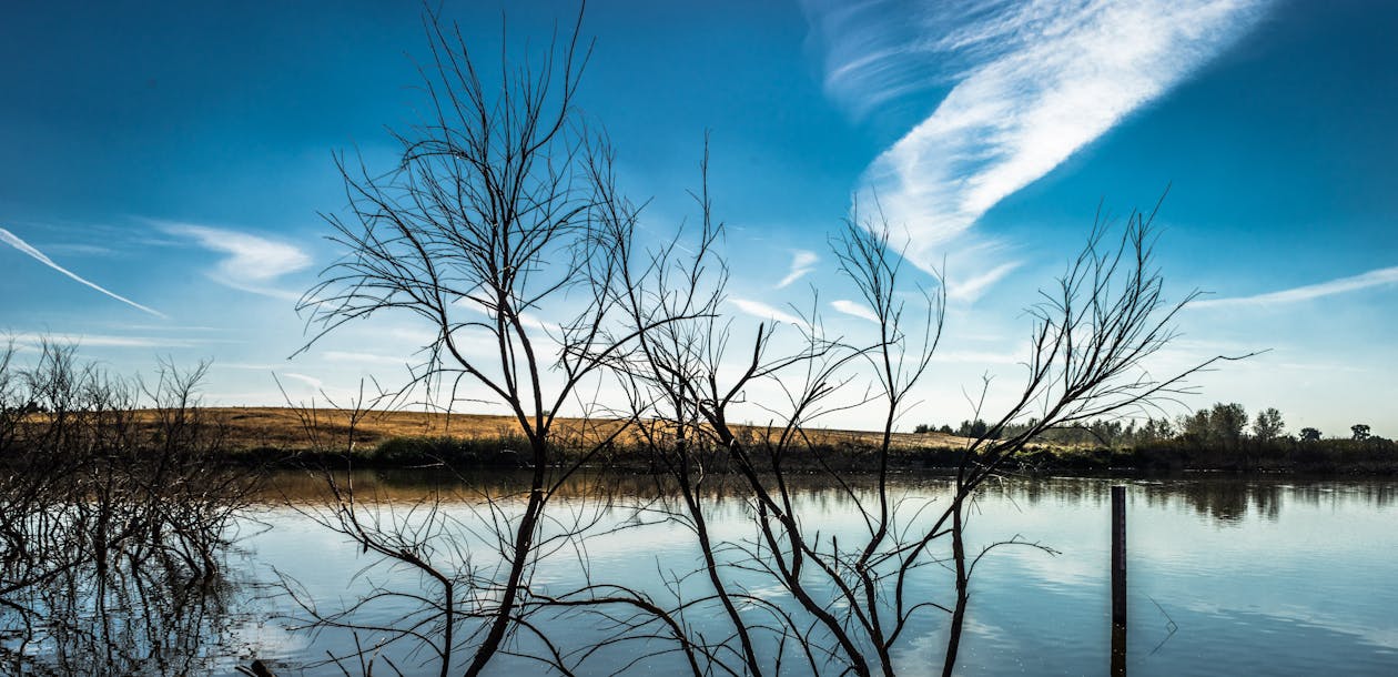 бесплатная Озеро с голыми деревьями Стоковое фото