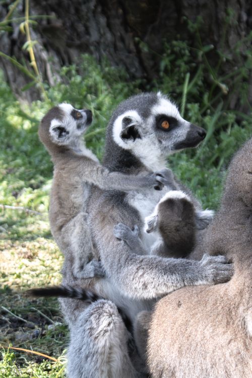 Free A tender moment with a ring-tailed lemur mother and her babies in the wild. Stock Photo