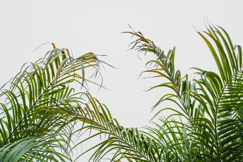 Free Vibrant green palm leaves reaching upward against a clear sky, capturing a tropical essence. Stock Photo