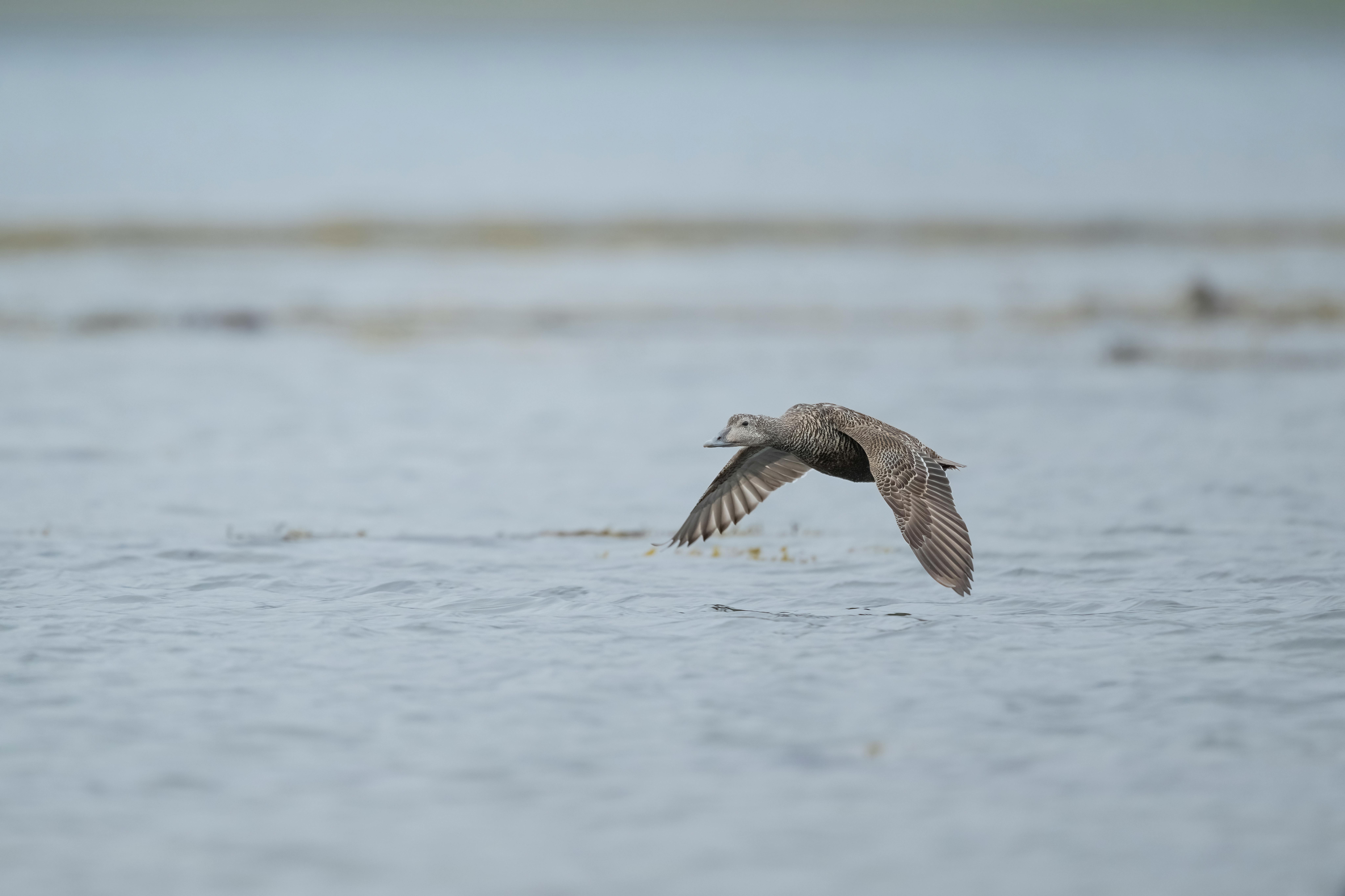 A bird flying over the water with a long beak