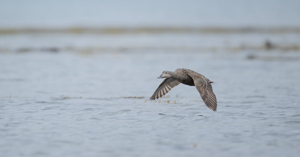 A bird flying over the water with a long beak