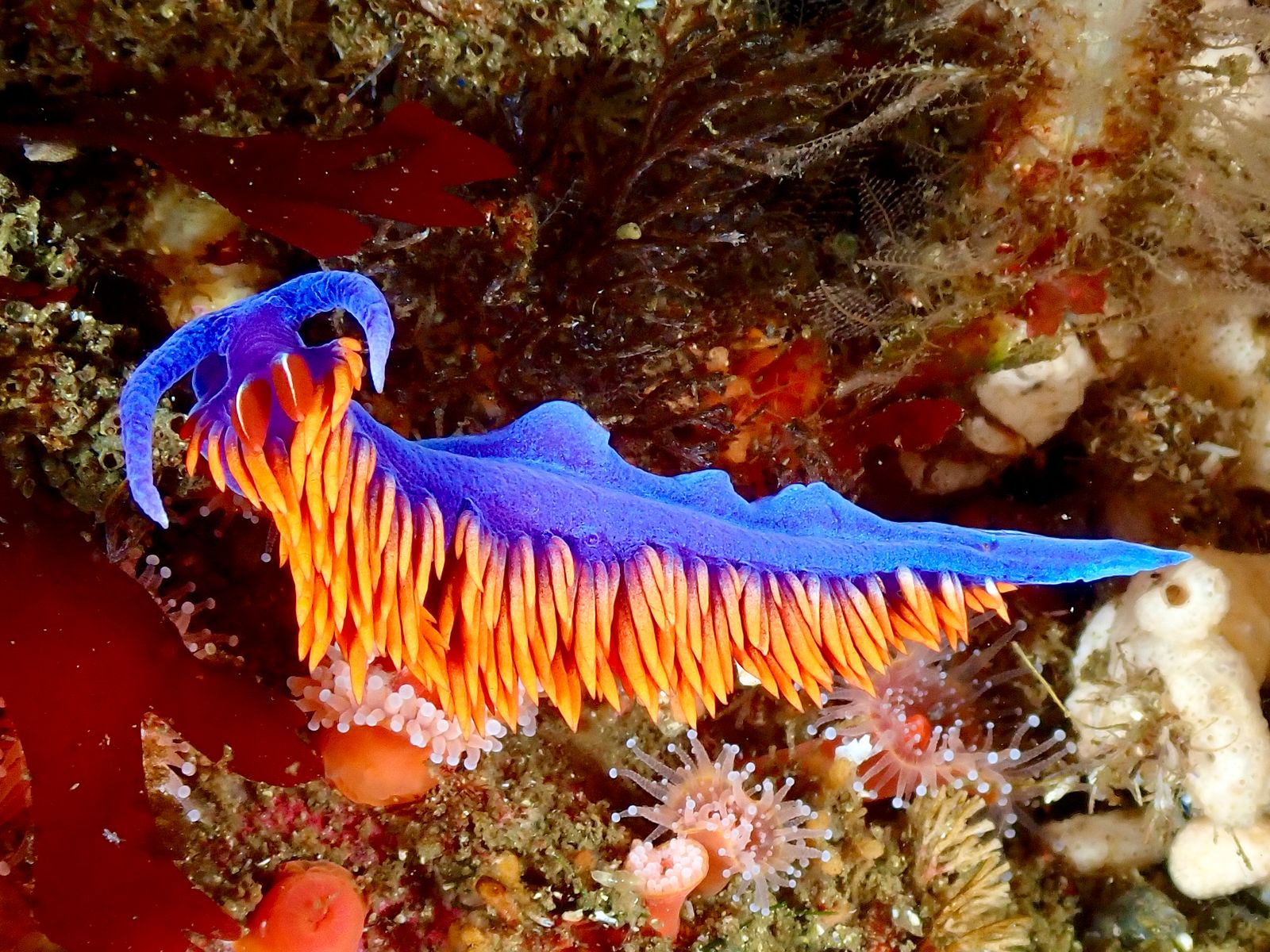 Colores bajo las aguas frías Invertebrado marino de colores entre algas y esponjas de la Patagonia.