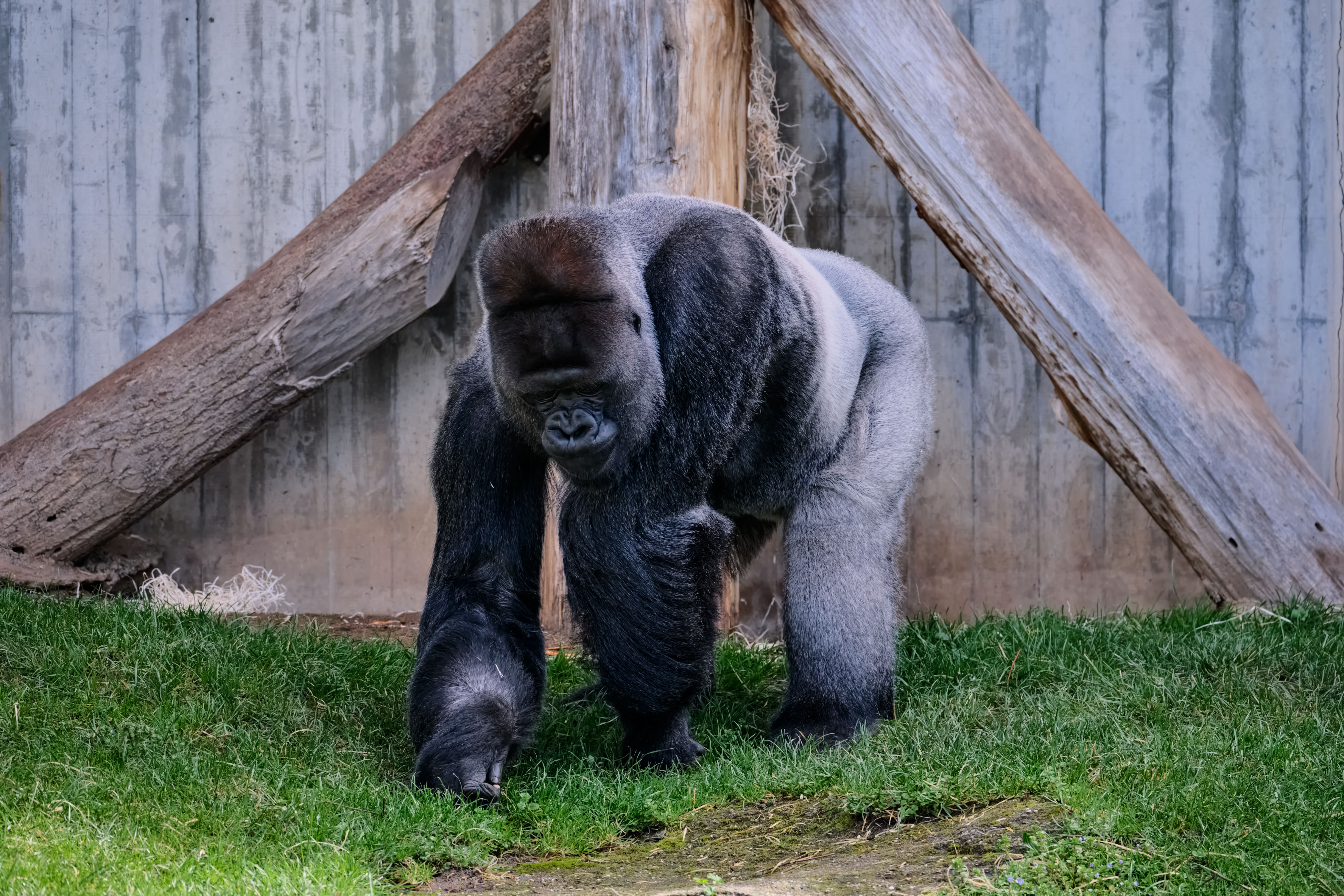 A gorilla walking on grass in a zoo, Rwanda