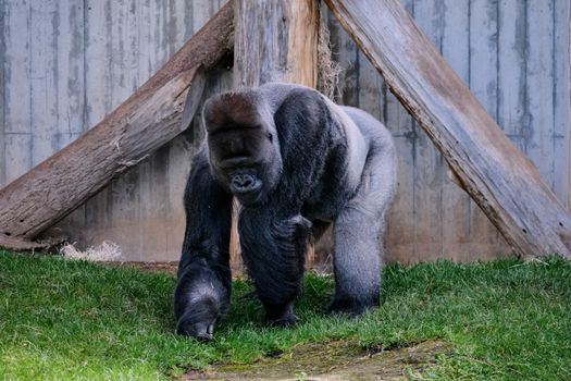 A powerful silverback gorilla walking on grass, showcasing its majestic presence in a zoo enclosure.